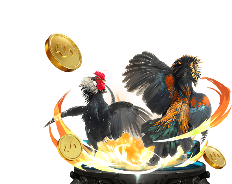 Sảnh đá gà S128 với các trận đấu gà đòn và gà nòi